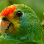 Aves ameaçadas de extinção desaparecem de zoológico em Alagoas e Polícia Federal investiga o caso