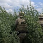 Polícia destrói plantação de 44 mil pés de maconha e impõe prejuízo milionário ao tráfico no Cariri paraibano