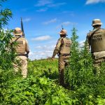 PMBA erradica mais de 13.600 pés de maconha em ilha no interior da Bahia