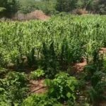 Operação em Floresta (PE) resulta na prisão de homem com quase 13 mil pés de maconha; cultivo foi erradicado no local