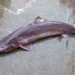 A hipocrisia cosmética e o holocausto abissal: tubarões à espera de um rótulo