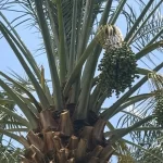 Oásis no Semiárido: Bahia se prepara para virar polo nacional de Tâmaras