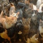 Justiçada felina: condomínio em João Pessoa (PB) terá que elaborar plano de sobrevivência para ‘gatos comunitários’ após sentença inusitada