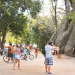O legado gigante: Recife consolida o Baobá como sentinela de sua memória urbana