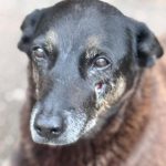 ​Sangue no asfalto da “Ilha da Magia”: a trágica despedida do cão que era de todos e de ninguém