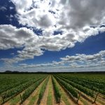 O milagre de São Francisco: como o Sertão subverteu a seca para alimentar o mundo