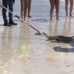 Vídeo mostra resgate de jacaré, mobiliza autoridades e acende sinal de atenção no litoral paraibano