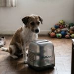 A liquidação forçada do “engana-predador”: O fim da PetCroc e o desespero de quem fica em quatro patas