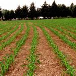 Seguro contra a intempérie: Governo libera pagamento único para agricultores do Semiárido