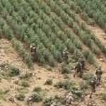 Vídeo mostra operação integrada que erradica 125 mil pés de maconha e desmonta estrutura do tráfico no norte da Bahia