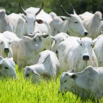 O boi ficou caro e a culpa, como sempre, é da fome chinesa