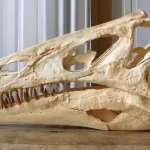 Fóssil retirado ilegalmente da Chapada do Araripe (CE) será devolvido pela Alemanha