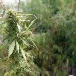 A revolução que nasce da terra paraibana: o avanço da cannabis medicinal no Brasil