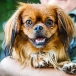 A queda do pequeno imperador: como o pequinês perdeu o trono para os ursos de pelúcia modernos