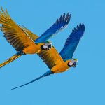 Chefia do Ibama no Rio Grande do Sul é destituída após investigação sobre tráfico de aves