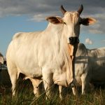 China chancelou status sanitário brasileiro e abre caminho para expansão das exportações de carne