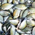 Pernambuco fecha fronteiras para tilápias e camarões importados de áreas de risco global