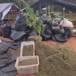 Vigilância fantasma: falta de guarda em megaplantação de maconha acende alerta no Ceará