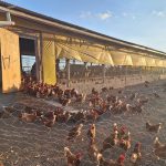 Sebrae-PB transforma Campina Grande em capital do frango caipira com feira que projeta o futuro do setor no Nordeste