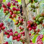 Solânea transforma lavouras em atrativo e reacende a tradição cafeeira no Brejo paraibano