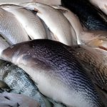 ​O perigo invisível no prato do potiguar: intoxicação por peixe acende alerta na costa do Rio Grande do Norte