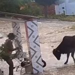 Vídeo: Boi bravo solto causa pânico no Rio Grande do Norte