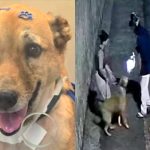 O cão que encarou a bala e redefiniu a palavra lealdade ganha alta e volta para casa