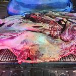 Sob a lona e sem gelo: PRF barra 800 kg de carne clandestina rumo às mesas do Recife