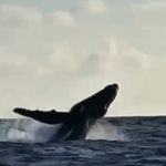 Vídeo de baleia jubarte “dançando” para pescadores em Maracaípe (PE)