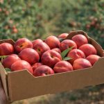 Pirataria nos pomares: O DNA que condenou um agricultor na Espanha