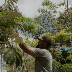 ​Florestas de Investimento: Como a Recuperação da Mata Atlântica Virou Motor de Emprego no Sul da Bahia