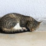 UFPB terá que isolar ambientes internos para conter avanço de gatos nos campi