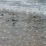Vídeo: Fernando de Noronha registra cardume recorde com dezenas de filhotes de tubarão-limão
